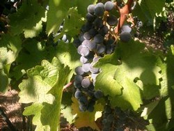 Mirror Harvest - Napa, CA