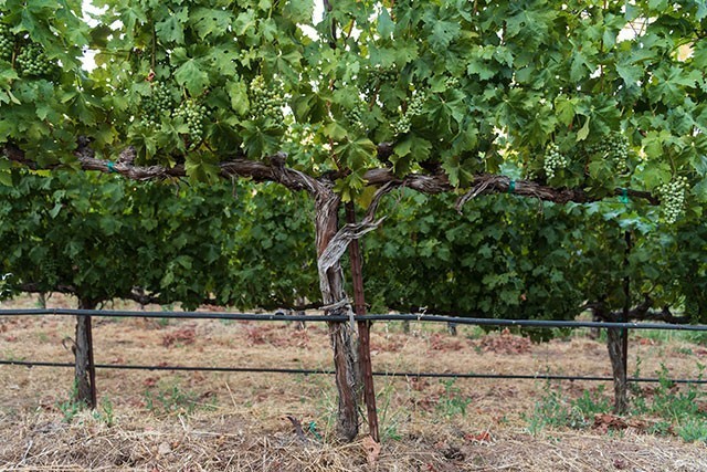Vineyard grapevine with lush green leaves and grape clusters in a vineyard setting.