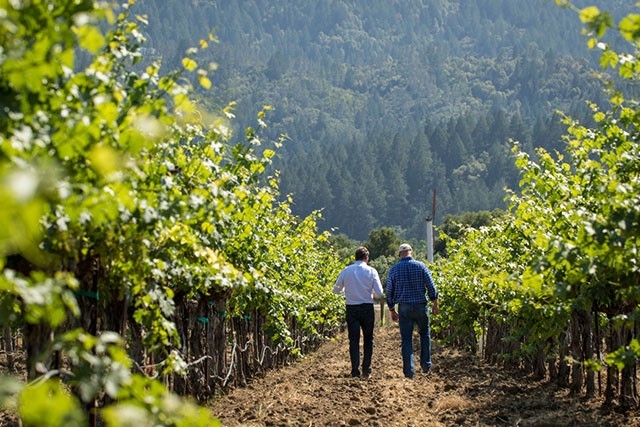 Two men walking through a lush vineyard with mountains in the background, enjoying a sunny day.