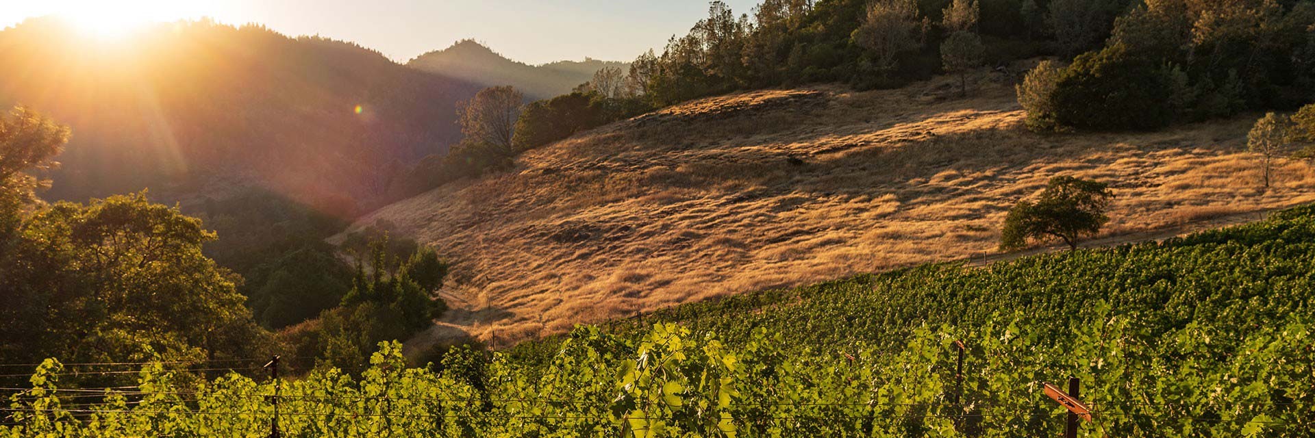 Vineyard landscape with rolling hills and sunset in the background, lush green grapevines in the foreground.