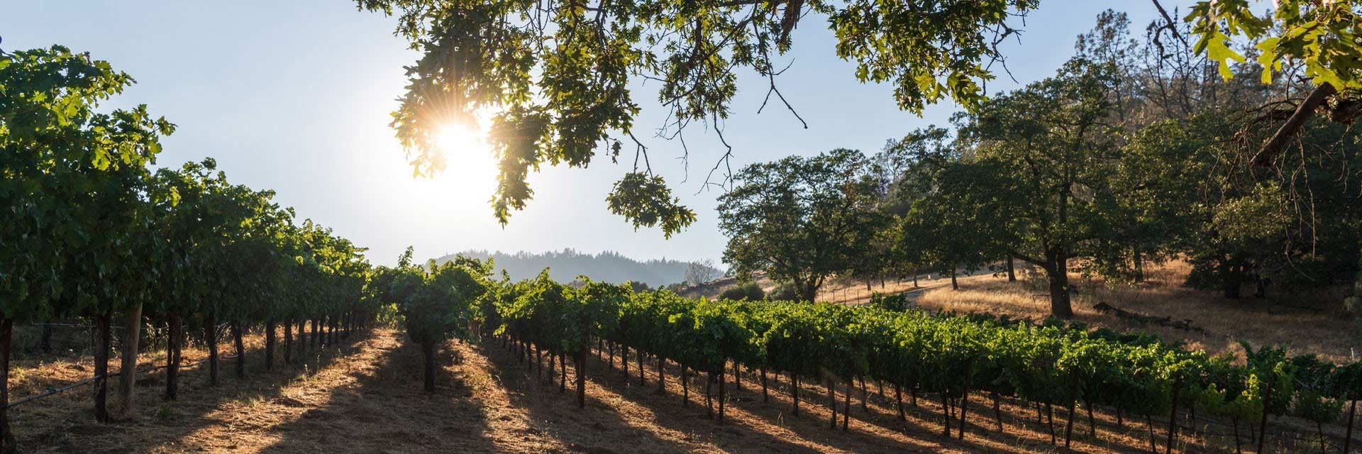 Sunset over a lush vineyard with rows of grapevines and trees in the background.