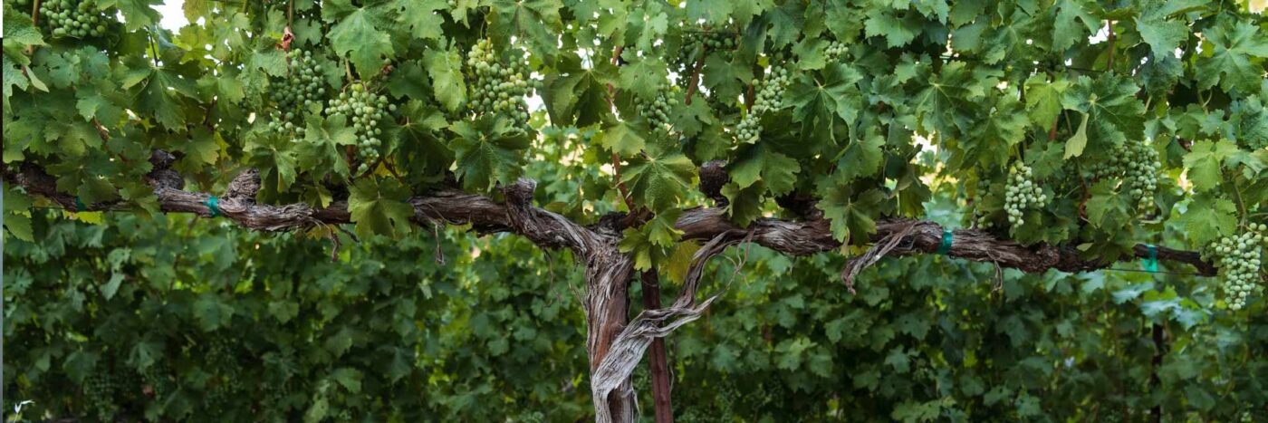 Lush green grapevines growing on a trellis in a vineyard, healthy and vibrant for wine production.
