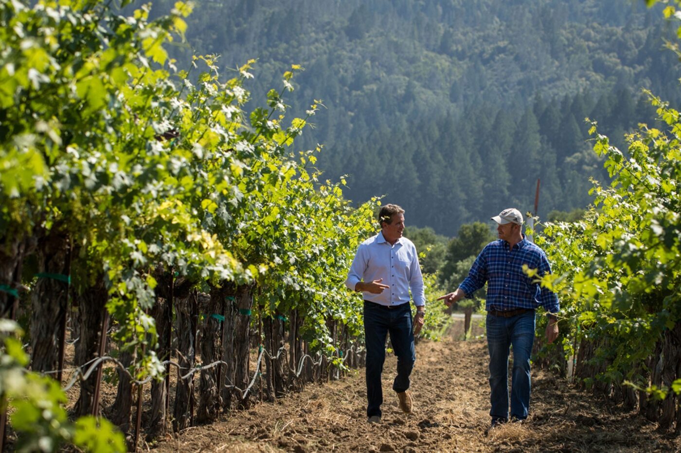 Two men walking and talking in a lush vineyard with green grapevines and a mountain background.